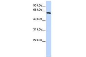 Image no. 1 for anti-Sperm Associated Antigen 8 (SPAG8) (AA 396-445) antibody (ABIN6741363) (SPAG8 anticorps  (AA 396-445))