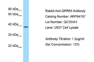 Western Blotting (WB) image for anti-G Protein-Coupled Receptor 65 (GPR65) (C-Term) antibody (ABIN2789959) (GPR65 anticorps  (C-Term))