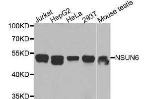 Western blot analysis of extracts of various cells, using NSUN6 antibody. (NSUN6 anticorps)