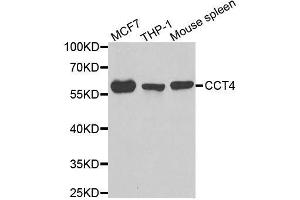 Western blot analysis of extracts of various cell lines, using CCT4 antibody. (CCT4 anticorps  (AA 130-390))