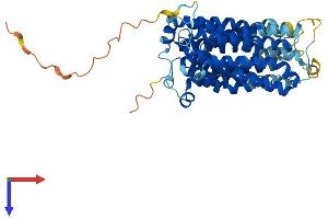 AlphaFold protein structure predicition of Mouse Recombinant Slc17a5 Protein, UniprotID Q8BN82