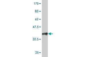 Western Blot detection against Immunogen (35. (HCLS1 anticorps  (AA 266-355))