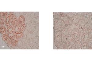 Immunohistochemistry of Mouse Anti-IDO1 Antibody.