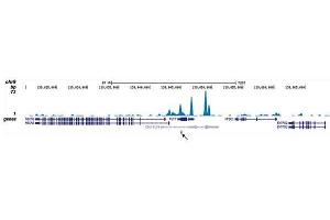 ChIP-seq results obtained with the antibody directed against CBFb. (CBFB anticorps  (Internal Region))