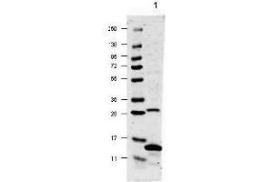 Image no. 1 for anti-Interleukin 17A (IL17A) antibody (ABIN401113) (Interleukin 17a anticorps)