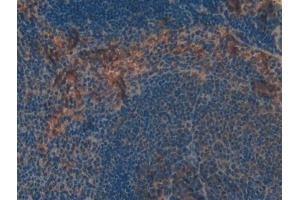 Detection of TLR4 in Mouse Spleen Tissue using Polyclonal Antibody to Toll Like Receptor 4 (TLR4)