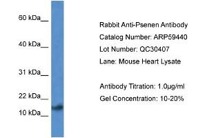 Western Blotting (WB) image for anti-Presenilin Enhancer 2 Homolog (PSENEN) (N-Term) antibody (ABIN2788067) (PEN2 anticorps  (N-Term))