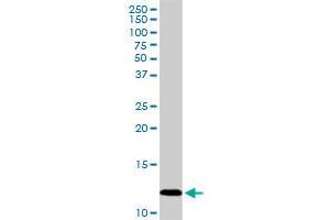 PF4 MaxPab rabbit polyclonal antibody.