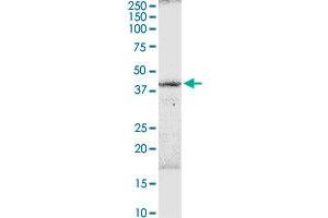 B3GNT3 MaxPab rabbit polyclonal antibody.