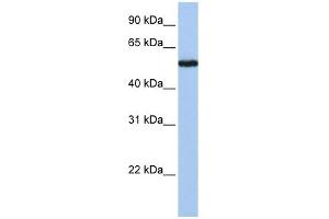 FLJ90709 antibody used at 1 ug/ml to detect target protein. (FLJ90709 (Middle Region) anticorps)