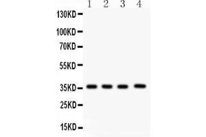Anti- PBK Picoband antibody, Western blottingAll lanes: Anti PBK  at 0.
