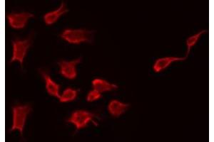 ABIN6274146 staining 293 by IF/ICC. (MOS anticorps  (Internal Region))