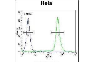 Flow cytometric analysis of Hela cells (right histogram) compared to a negative control cell (left histogram). (C18orf8 anticorps  (N-Term))