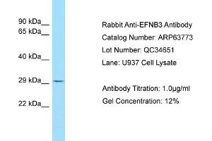 Western Blotting (WB) image for anti-Ephrin B3 (EFNB3) (C-Term) antibody (ABIN2789619) (Ephrin B3 anticorps  (C-Term))