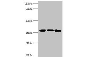 Western blot All lanes: MDH2 antibody at 4 μg/mL Lane 1: Mouse lung tissue Lane 2: 293T whole cell lysate Lane 3: K562 whole cell lysate Secondary Goat polyclonal to rabbit IgG at 1/10000 dilution Predicted band size: 36, 31 kDa Observed band size: 36 kDa (MDH2 anticorps  (AA 59-338))