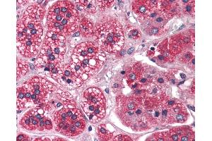 Anti-REEP5 antibody IHC of human adrenal.