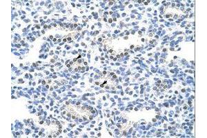 Image no. 3 for anti-Poly(A) Binding Protein Interacting Protein 1 (PAIP1) (AA 322-371) antibody (ABIN203111)