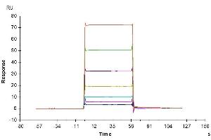 Human BAFF, hFc Tag captured on CM5 Chip via Protein A can bind Biotinylated Mouse BCMA, His-Avi Tag with an affinity constant of 5.