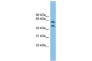 CSK antibody used at 1 ug/ml to detect target protein.