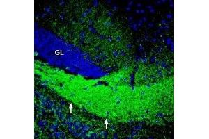 Expression of ASCT2 in mouse hippocampus - Immunohistochemical staining of perfusion-fixed frozen mouse brain sections with Anti-ASCT2 (SLC1A5) Antibody (ABIN7043668, ABIN7044823 and ABIN7044824), (1:200), followed by goat-anti-rabbit-AlexaFluor-488.