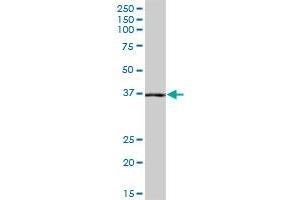 NANS MaxPab polyclonal antibody.