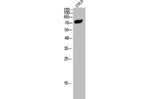 Western Blot analysis of COLO cells using CNK1 Polyclonal Antibody
