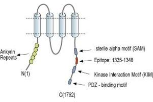 Representative domain view of the target of ABIN7885101.