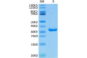 Biotinylated Human FGL1 on Tris-Bis PAGE under reduced condition.