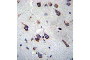 Formalin fixed, paraffin embedded human brain tissue stained with SIM1 Antibody (N-term) followed by peroxidase conjugation of the secondary antibody and DAB staining. (SIM1 anticorps  (N-Term))