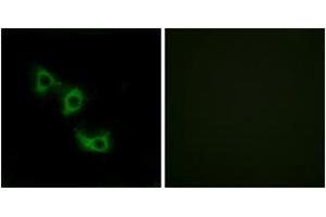 Immunofluorescence (IF) image for anti-Mitochondrial Ribosomal Protein L44 (MRPL44) (AA 221-270) antibody (ABIN2890056)