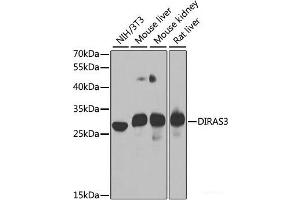 Western blot analysis of extracts of various cell lines using DIRAS3 Polyclonal Antibody at dilution of 1:1000. (DIRAS3 anticorps)