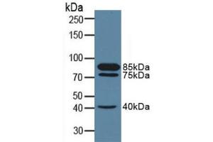 Figure. (MME anticorps  (AA 382-538))