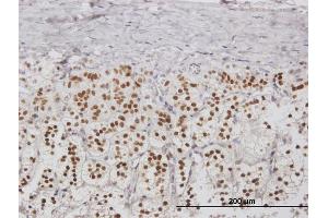 Immunoperoxidase of purified MaxPab antibody to NPM2 on formalin-fixed paraffin-embedded human adrenal gland.