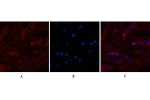 anti-Lactalbumin, alpha- (LALBA) antibody