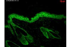 Immunohistochemistry analysis using Mouse Anti-Hsp90 Monoclonal Antibody, Clone H9010 .