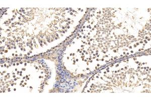 Detection of RLN3 in Rat Testis Tissue using Monoclonal Antibody to Relaxin 3 (RLN3) (Relaxin 3 anticorps  (AA 1-140))