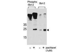Western blot analysis of extracts from Jurkat cells, untreated or treated with Paclitaxel, using phospho Bcl-2 antibody (left) or nonphos Ab (right).