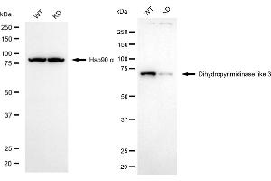 Western blotting analysis using dihydropyrimidinase like 3 antibody (ABIN7798338). (Recombinant DPYSL3 anticorps)