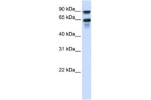 VGF antibody used at 1 ug/ml to detect target protein. (VGF anticorps  (Middle Region))