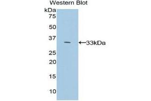 Western Blotting (WB) image for anti-Mitogen-Activated Protein Kinase 1 (MAPK1) (AA 104-342) antibody (ABIN1858738) (ERK2 anticorps  (AA 104-342))