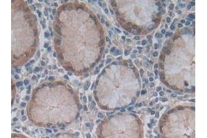 Detection of GKN1 in Human Stomach Tissue using Polyclonal Antibody to Gastrokine 1 (GKN1)