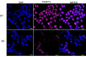 anti-SAM Domain and HD Domain 1 (SAMHD1) antibody