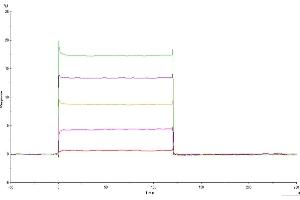 Human HLA-G Tetramer captured on CM5 Chip can bind Human LILRB1 Domain1&2, His Tag with an affinity constant of 1.