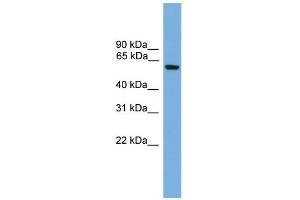 WB Suggested Anti-Klf11 Antibody Titration:  0. (KLF11 anticorps  (Middle Region))