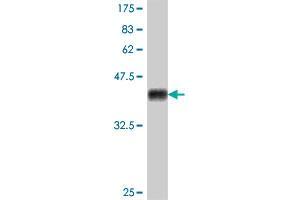 Western Blot detection against Immunogen (38.