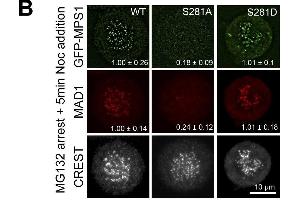 Phosphorylation of MPS1 at S281 regulates its kinetochore localization and checkpoint signaling.