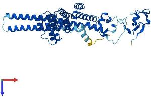 AlphaFold protein structure predicition of Mouse Recombinant Maea Protein, UniprotID Q4VC33