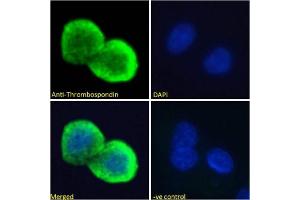 Immunoflorescence testing of permeabilized human HepG2 cells with Thrombospondin antibody at 10ug/ml. (Thrombospondin 1 anticorps)