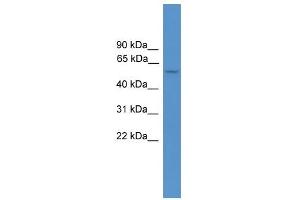 ALDH5A1 antibody used at 0.