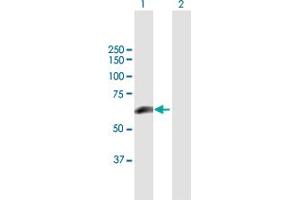Western Blot analysis of PRKCSH expression in transfected 293T cell line by PRKCSH MaxPab polyclonal antibody.